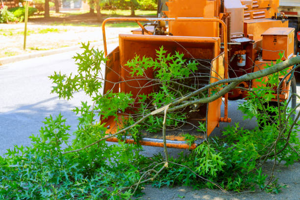 Best Hedge Trimming  in Hayfork, CA