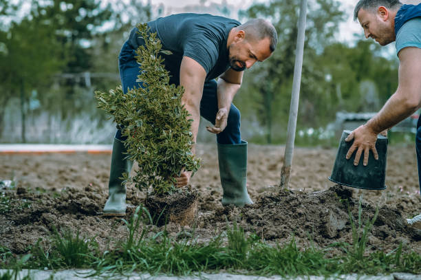 Lawn Renovation and Restoration in Hayfork, CA