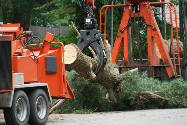 Best Grass Overseeding  in Hayfork, CA