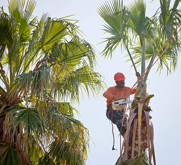 Best Tree Trimming and Pruning  in Hayfork, CA